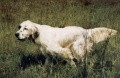 Setter Anglais ELIOT DE LA CROIX GENTILHOMME Setter Anglais ELIOT DE LA CROIX GENTILHOMME